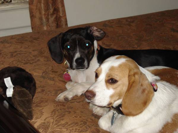 beagles for sale craigslist